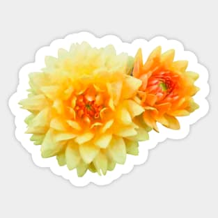 Peach Dahlia Sticker